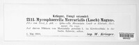 Mycosphaerella mercurialis image